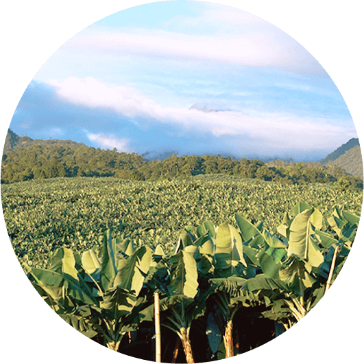 アポ山系の高地で栽培されています